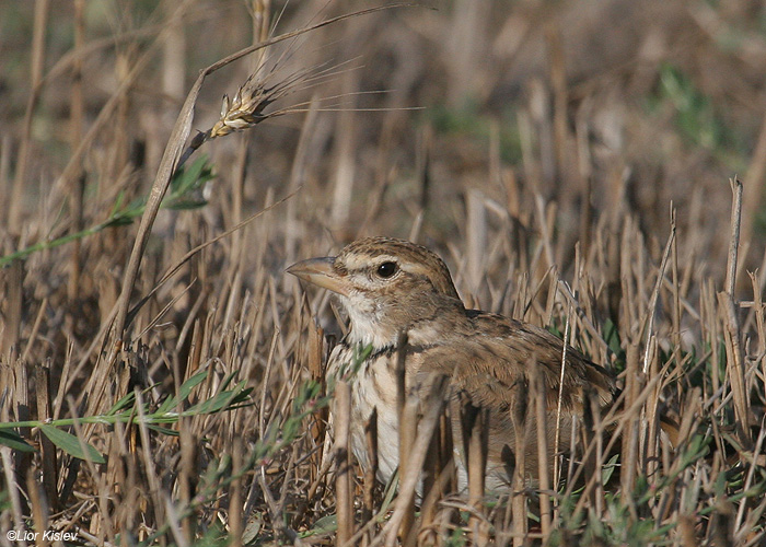   Calandra Lark Melanocorypha calandra                                  , 2009.: 